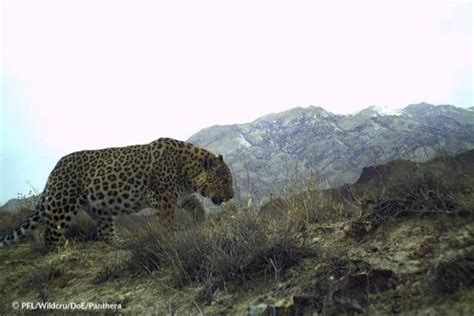 Leopard V Mexican Jaguar Page 23 Carnivora
