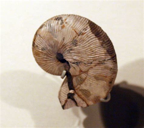Louisville Fossils And Beyond Acanthoscaphites Nodosus Ammonite