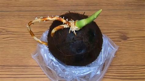 How To Grow Coconut From Seed Coconut Seed Germination Part 1 Grow