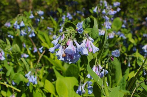 How To Grow Virginia Bluebells From Seed Growit Buildit