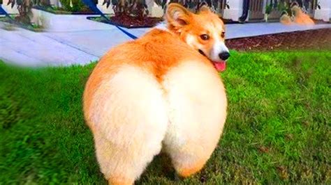 Try Not To Laugh – At This Super Funny Dogs Video Compilation | World