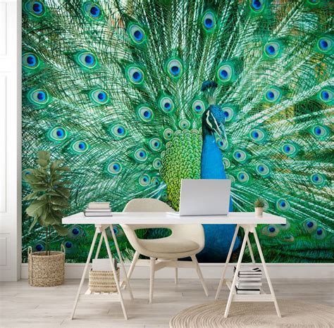peacock wallpaper designs worth shaking  feathers