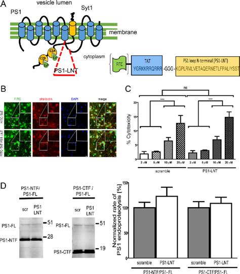 Design Of The Cell Permeable Peptide And Its Application In Primary