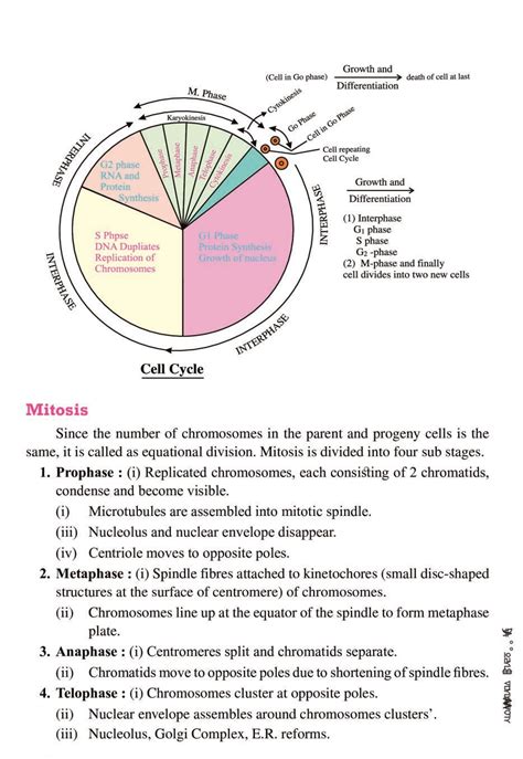 Cell Cycle And Cell Division Notes For Class 11 Biology Pdf Oneedu24