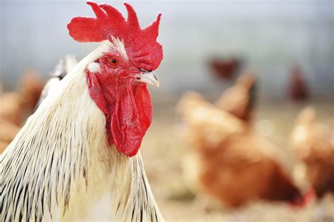Chicken Eye Infection Animals Momme