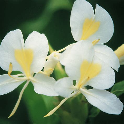 Buy Hawaiian White Ginger Plant Hedychium Coronarium
