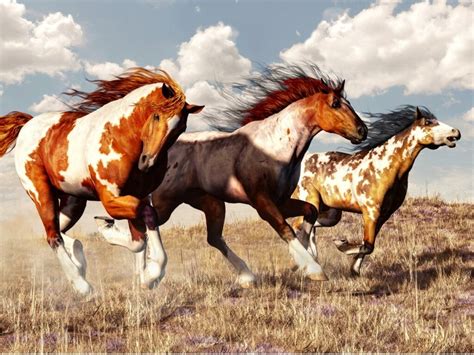 Mustang Horse Origin And Characteristics