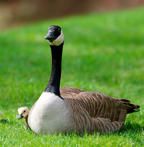 Nw Bird Blog Canada Goose And Gosling