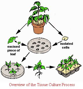 We did not find results for: How....? - Plant Tissue Culture
