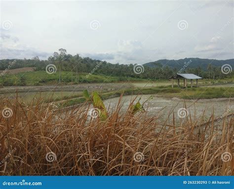 Pemandangan Sawah Di Desa Saat Musim Panas Stock Image Image Of View