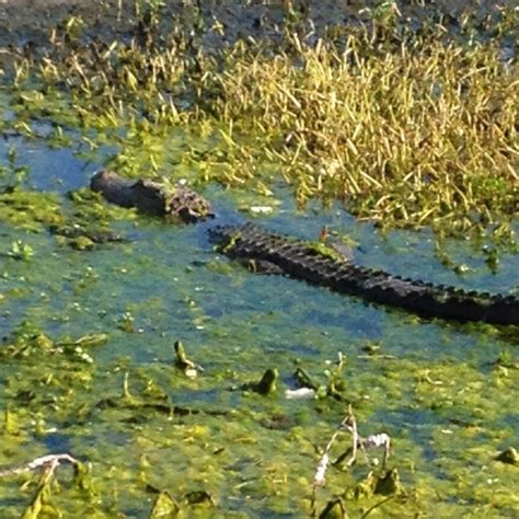 This business listing is provided by Alligator at Lake Desoto | Florida | Pinterest
