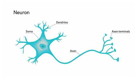 Why are neuron axons long and spindly? Study shows they're optimizing