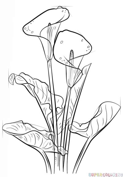 How To Draw A Calla Lily Step By Step Drawing Tutorials Beautiful