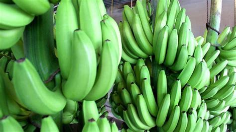 The Banana Fascinating History Uncertain Future Food Programme Bbc Radio 4 Banana Green