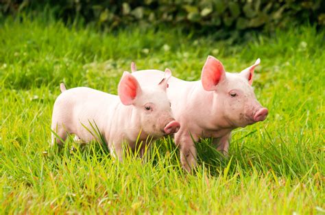 Domestic Pig Grass Two Animals Wallpapers Wallpapers Hd Desktop