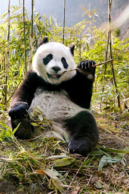Giant Panda Sitting In China Kimballstock