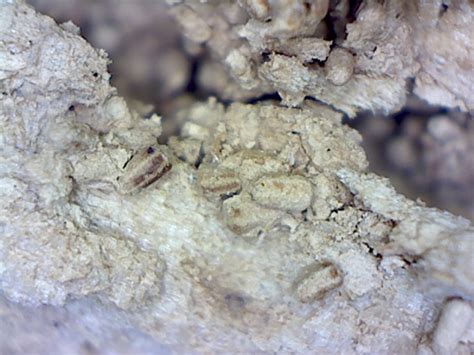 Drywood Termite Frass Foothill Sierra Pest Control