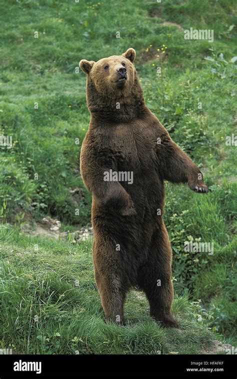 Brown Bear Ursus Arctos Adult Standing On Hind Legs Stock Photo Alamy