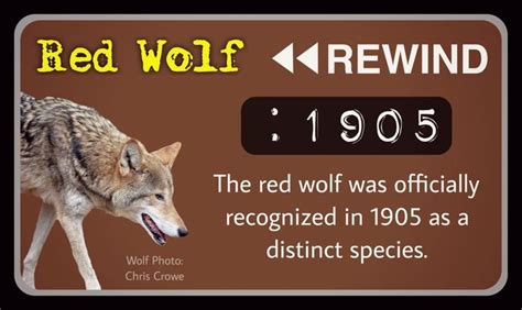 Fun Fact Poster Mitch Rand Wolf Photos Red Wolf Fun Facts
