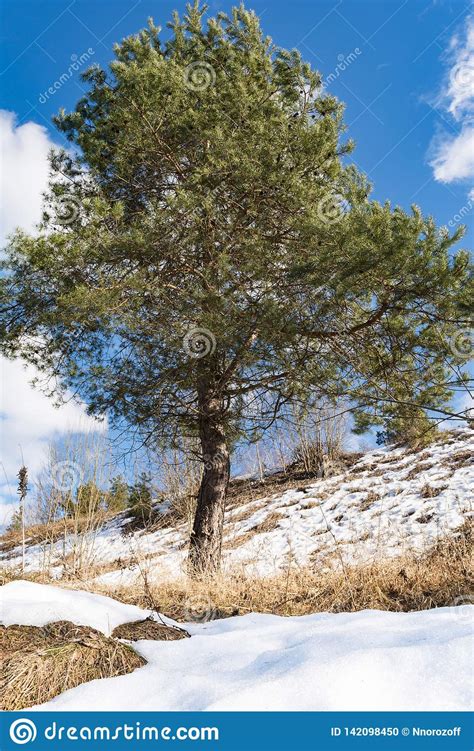 Young Pine Tree Near The Hill With Snow Thawed Melting Snow From The