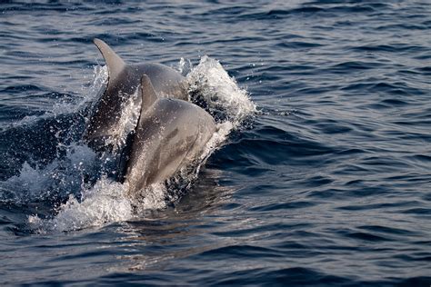 Ten Dolphins Spotted Off Coast Of Central Israel The Times Of Israel