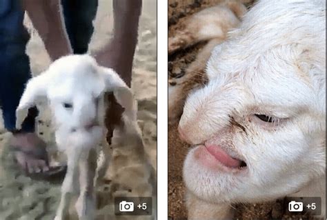 Video Lamb With Human Like Face Features Born On Russian Farm