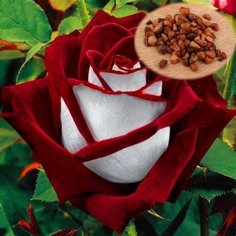 Sementes De Rosa Rosa Coloridas Raras Exóticas Pmuda R 1299 Em