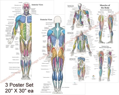 3 Human Muscle Anatomy Poster Anterior Posterior And Deep Etsy Australia