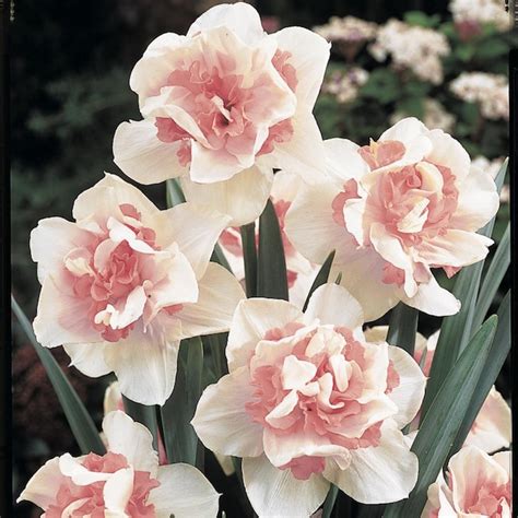 Brecks Multicolor Replete Double Daffodil Narcissus Bulbs Bagged 25