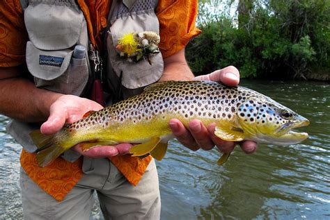 Meet Our Elusive Big Brown Trout Friends Of The Mississippi River
