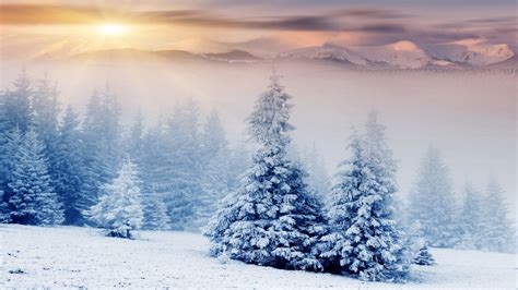 Trees Wallpaper Nature Forest Trees Pines Mountains Snow Winter