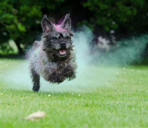 Free Images Puppy Summer Red Color Blue Colorful Garden