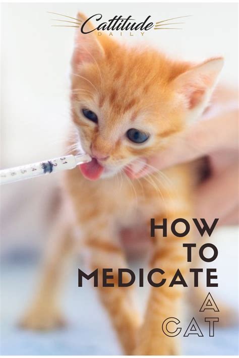 How To Medicate A Cat Cat Emergency Cats Cat Health Care