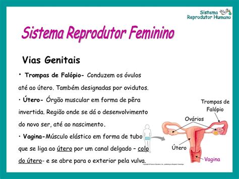 Quais As Funções Do Sistema Reprodutor Feminino Askschool