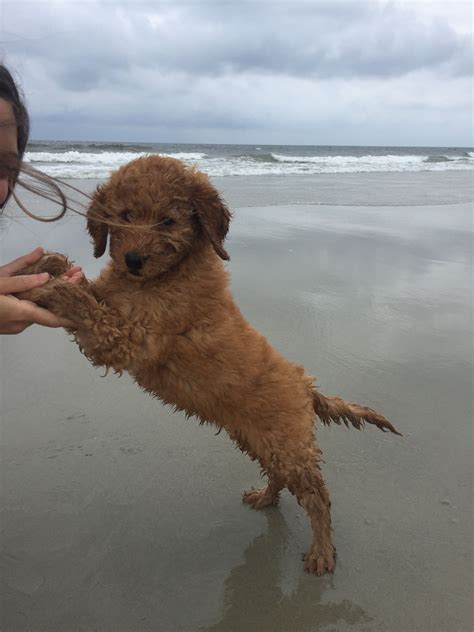 The second thing is, none. First trip to the Beach Good Puppy #goldendoodle #puppy # ...
