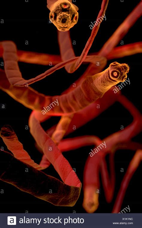 Microscopic Styled Visualization Of Tapeworms Cestoda Stock Photo