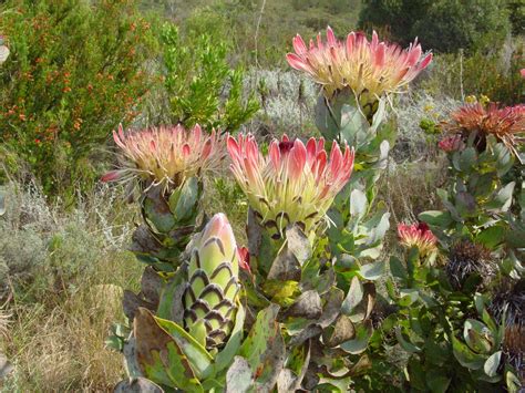 Protea is a genus of south african flowering plants, also called sugarbushes. proteas