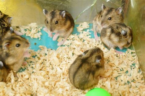Hamsters Are Playing They Are Funny And Cute Stock Image Image Of