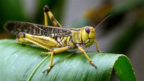 We can say the locus of all points on a plane at distance r from a center point is a circle of radius r. The meaning and symbolism of the word - Locust