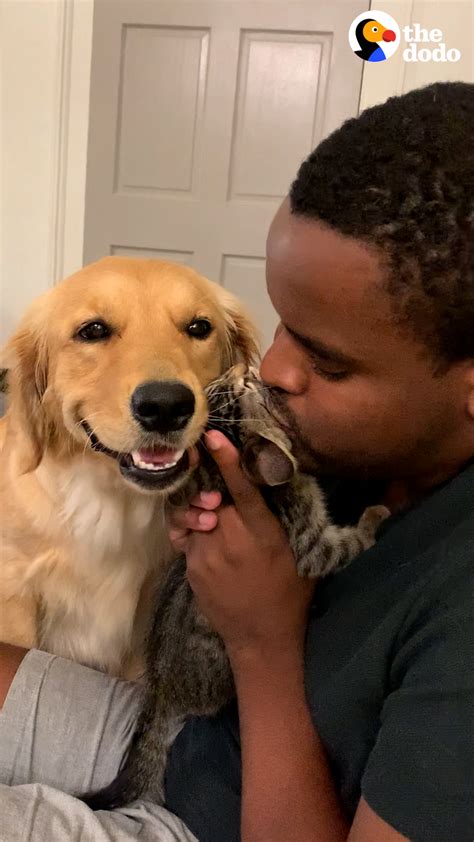 Golden Retriever And Kitten Compete For Kisses From Dad Only Child