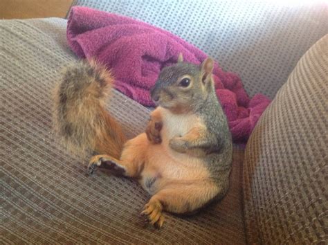 My Pet Squirrel Story In Comments Imgur Funny Animal Pictures