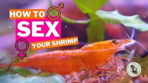 Sexing Shrimp How To Tell Males From Females Neocaridina And Caridina With A Quiz At The End