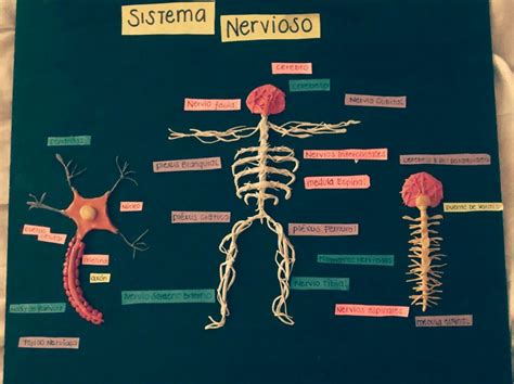 Maqueta De Sistema Nervioso Periferico Poners