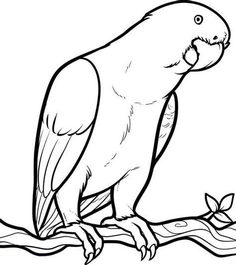 Parrot Looking For Food Coloring Page Download And Print Online