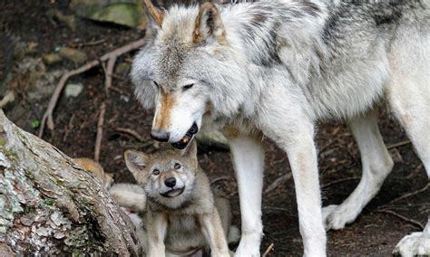 You Spoke Up For Ontarios Wolves And Coyotes David Suzuki Foundation