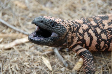 Check out inspiring examples of gilamonster artwork on deviantart, and get inspired by our community of talented artists. Gila Monster Facts, Habitat, Adaptations, Pet Care, Pictures
