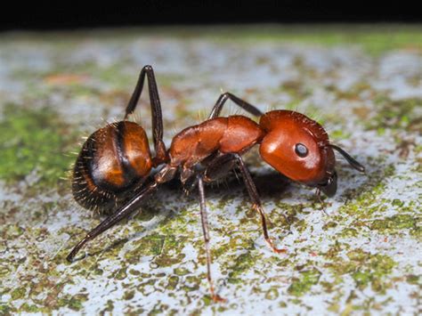 Nicobar Carpenter Ant Camponotus Nicobarensis Inaturalist