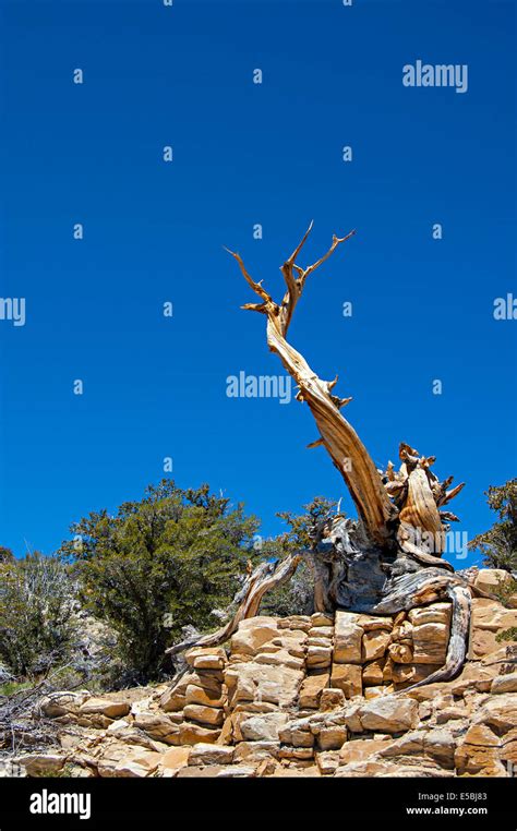 Ancient Bristlecone Pine Forest White Mountains California Usa Stock