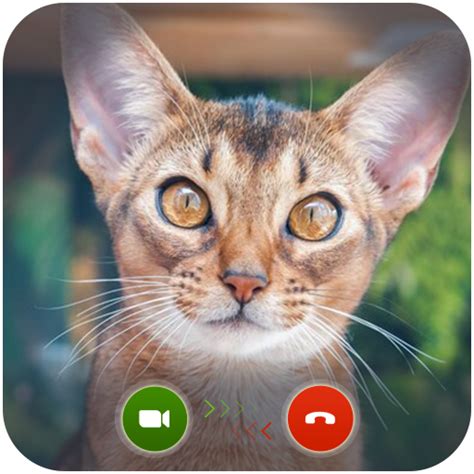 App Insights Cat Fake Video Callchat Prank Apptopia