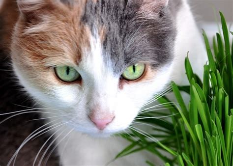 What nutrients do cats get when eating grass? Why do Cats Eat Grass?